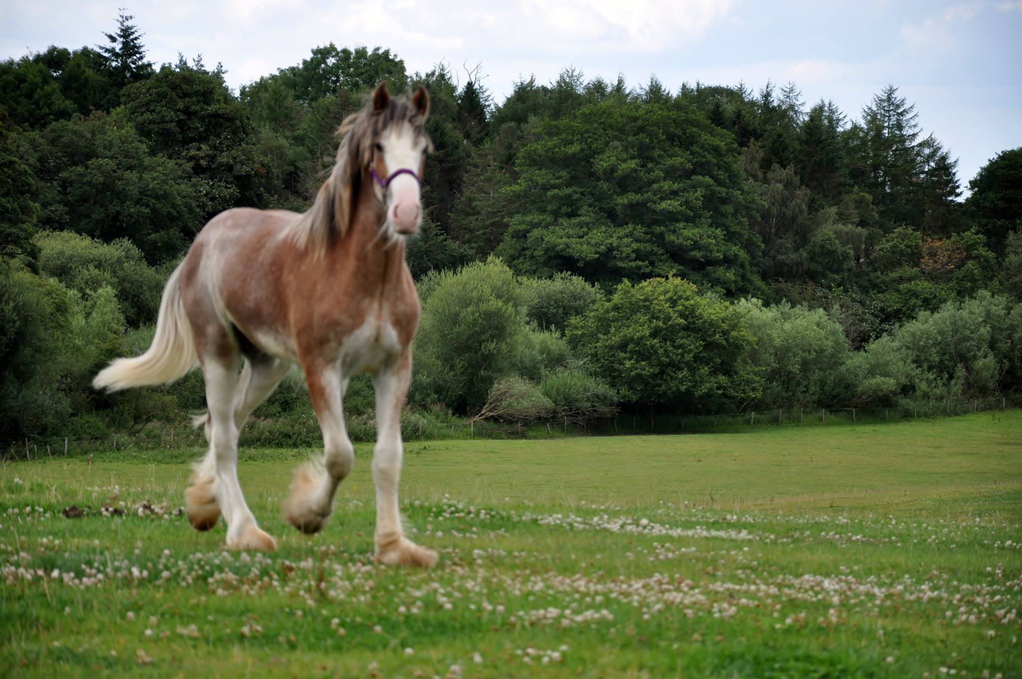Clydesdale For Sale UK